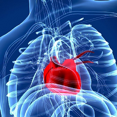 4. Enhanced Circulation and Cardiovascular Health: